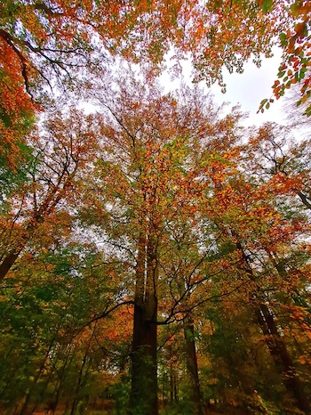 Herbstwald in Niedersachsen.