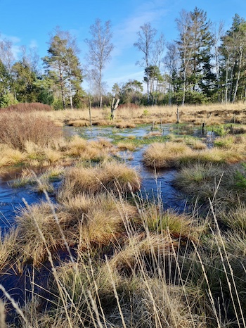 Mooraufnahme im Landkreis Rotenburg/Wümme in Niedersachsen.